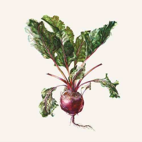 Okładka Czesław Śpiewa - Czesław Śpiewa & Arte dei Suonatori